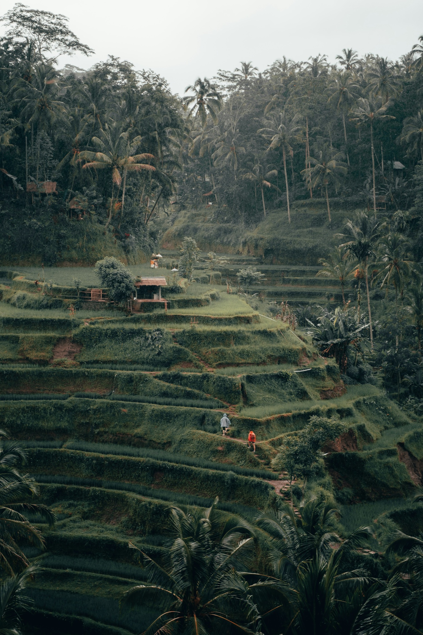 Green rice terraces in Bali